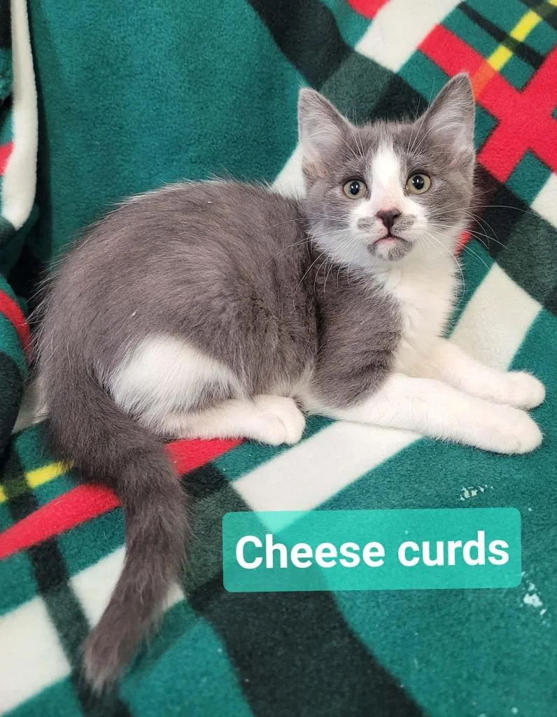 Cheese Curds thumbnail 2