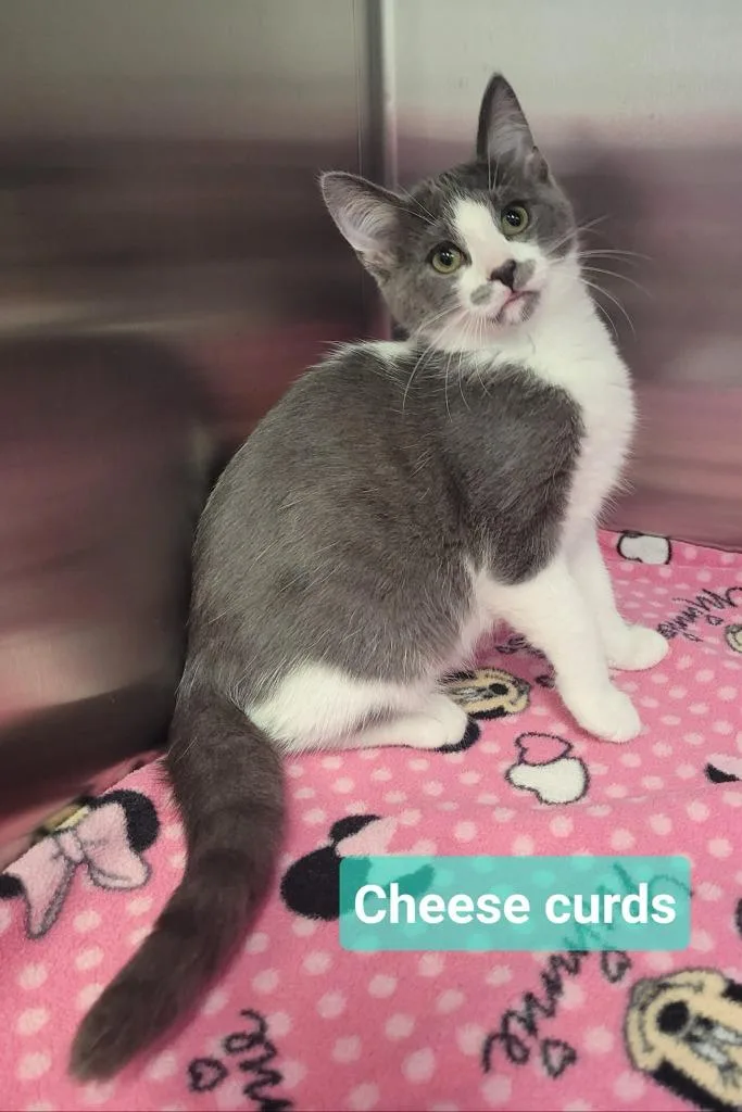 Cheese Curds thumbnail 3