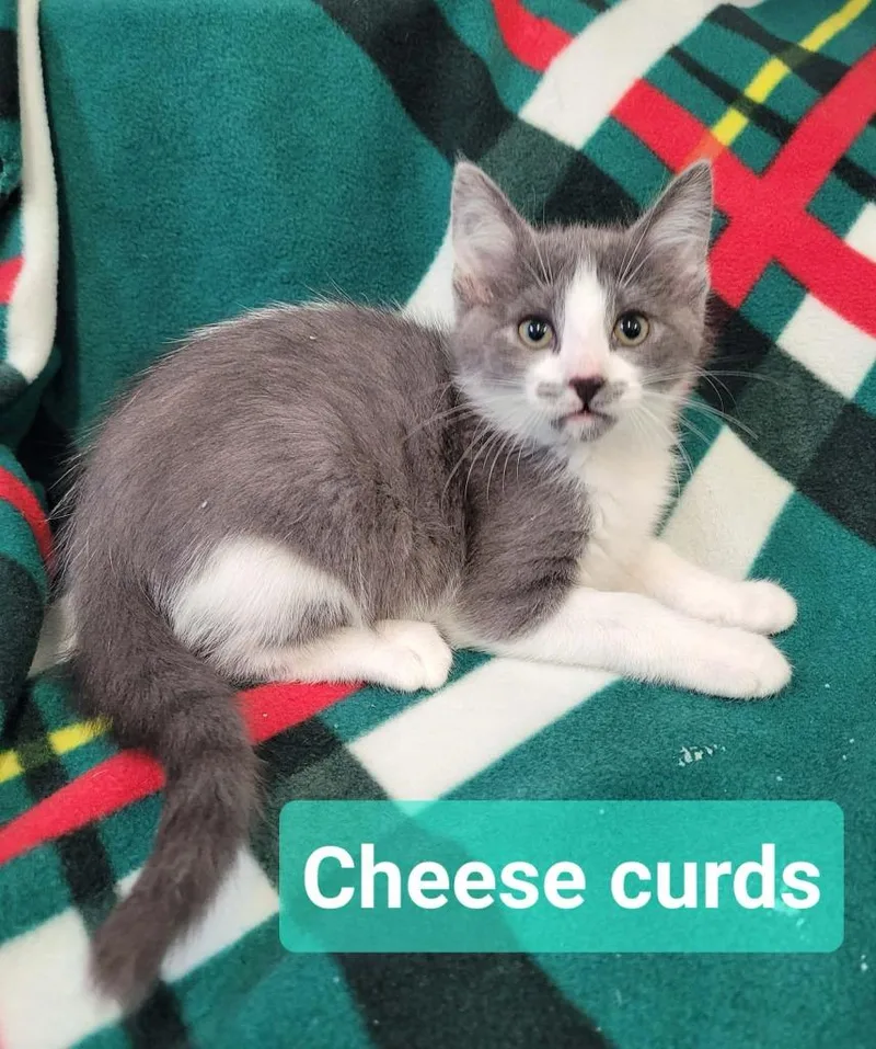 Cheese Curds thumbnail 4