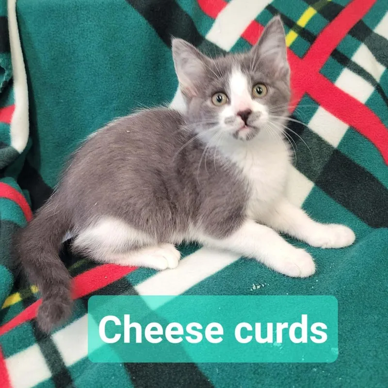 Cheese Curds thumbnail 5