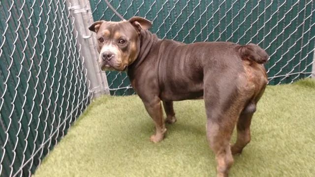 An adult large-sized male Pit Bull Terrier dog named Bruce for adoption in Downey, CA