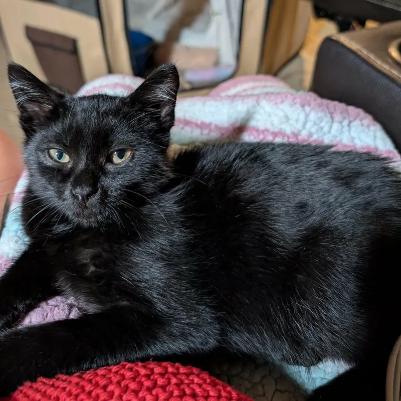 Maggie