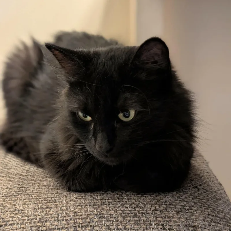 Maggie thumbnail 2