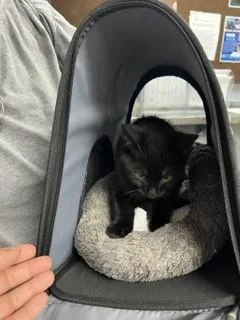 A baby small-sized male Domestic Short Hair cat named A for adoption in Stockton, CA