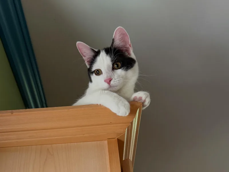 A baby medium-sized female Black & White / Tuxedo Domestic Short Hair cat named Gabriella for adoption in Plainfield, IL