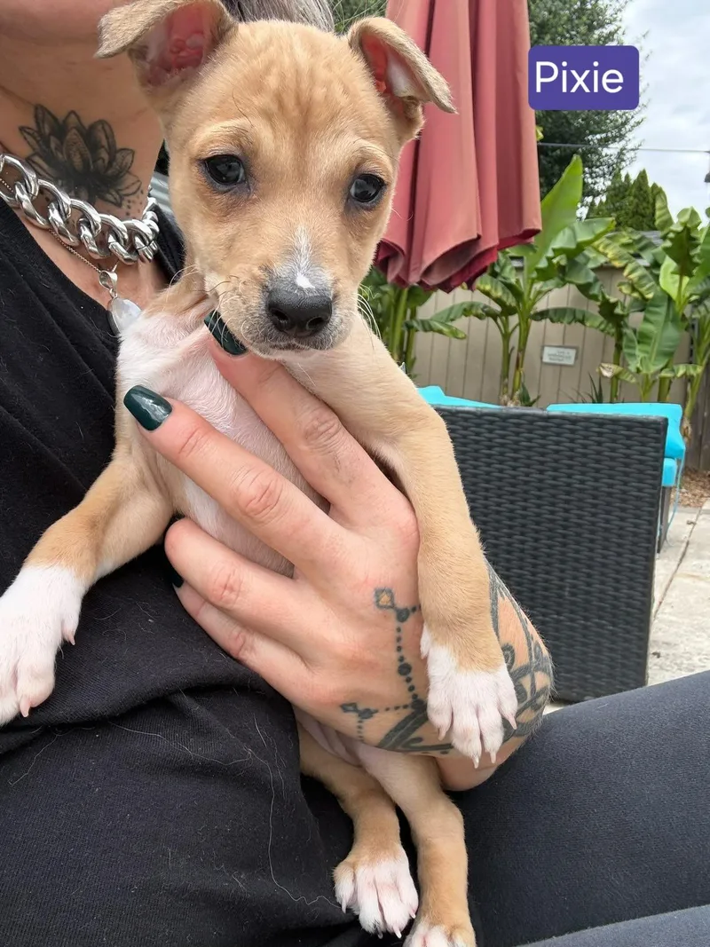 Pixie