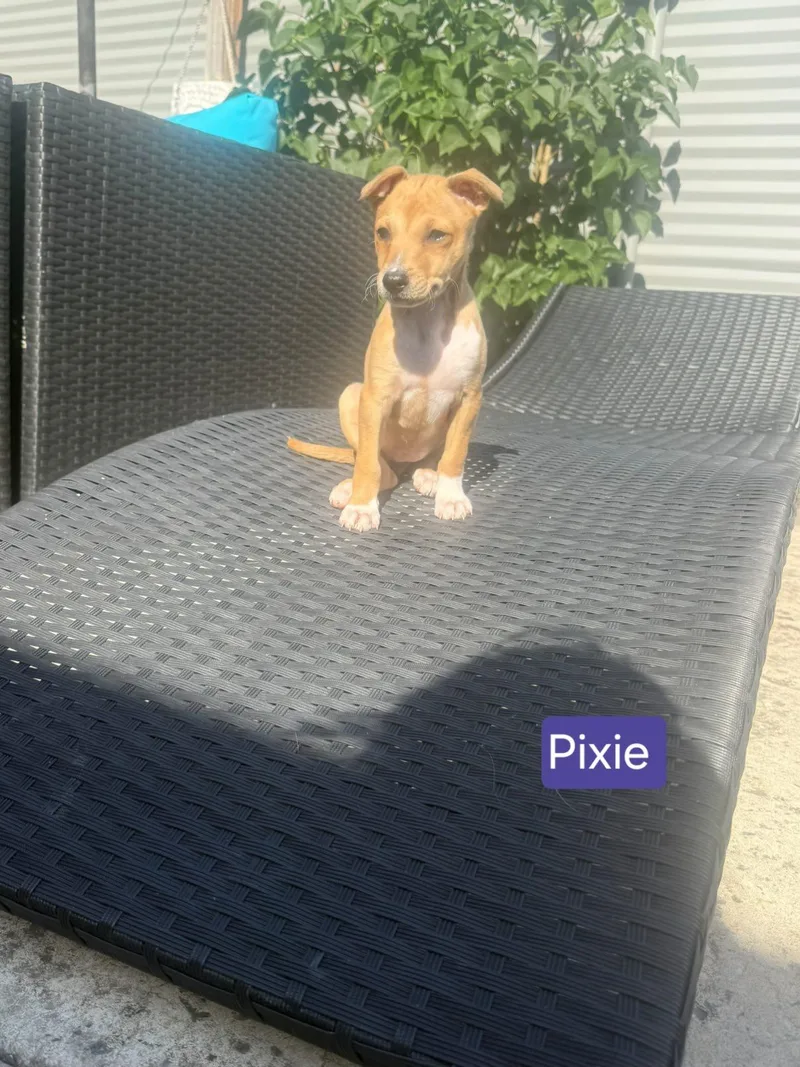 Pixie thumbnail 4