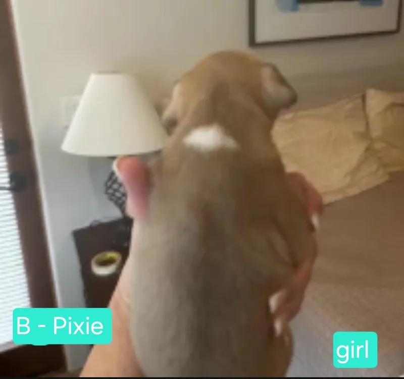 Pixie thumbnail 2