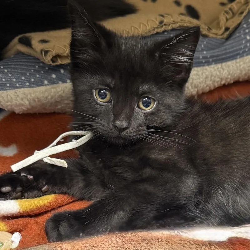 A baby small-sized male Black Domestic Short Hair cat named Thomas JeffersonWhite for adoption in Newport, TN