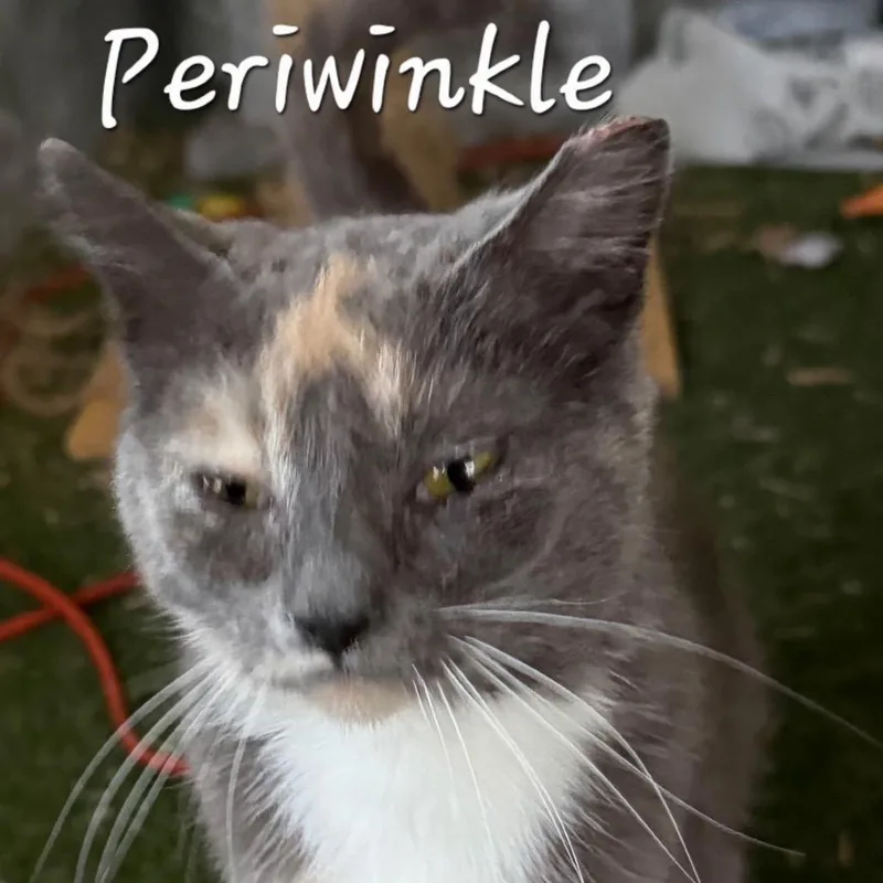 An adult medium-sized female Calico Domestic Short Hair cat named Periwinkle for adoption in Waldorf, MD