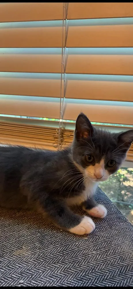 A baby small-sized female Gray & White Domestic Short Hair cat named Prissy for adoption in Bossier City, LA