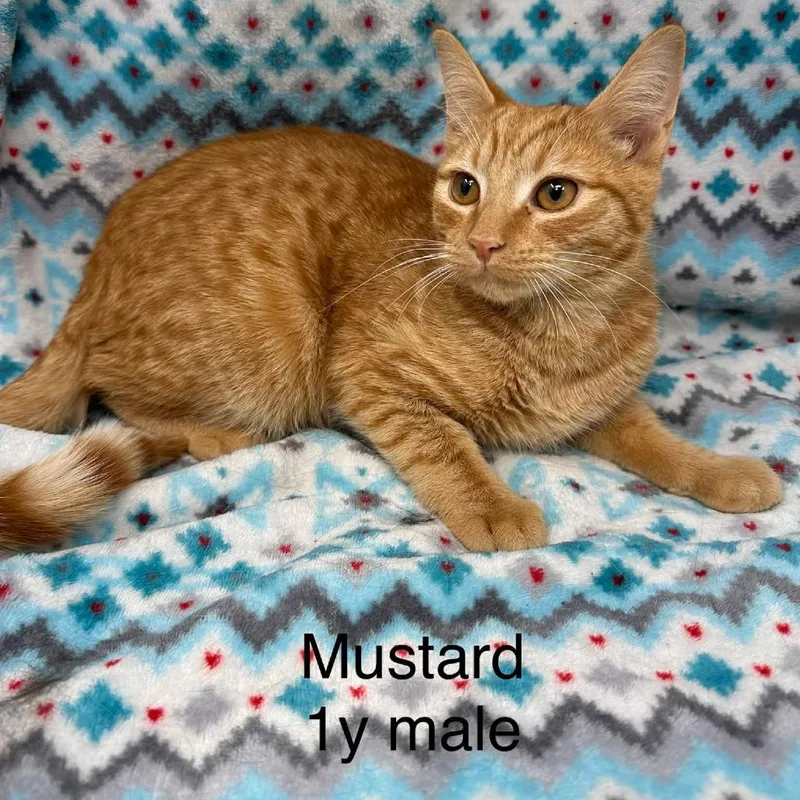 A young small-sized male Domestic Short Hair cat named Mustard for adoption in New Tazewell, TN