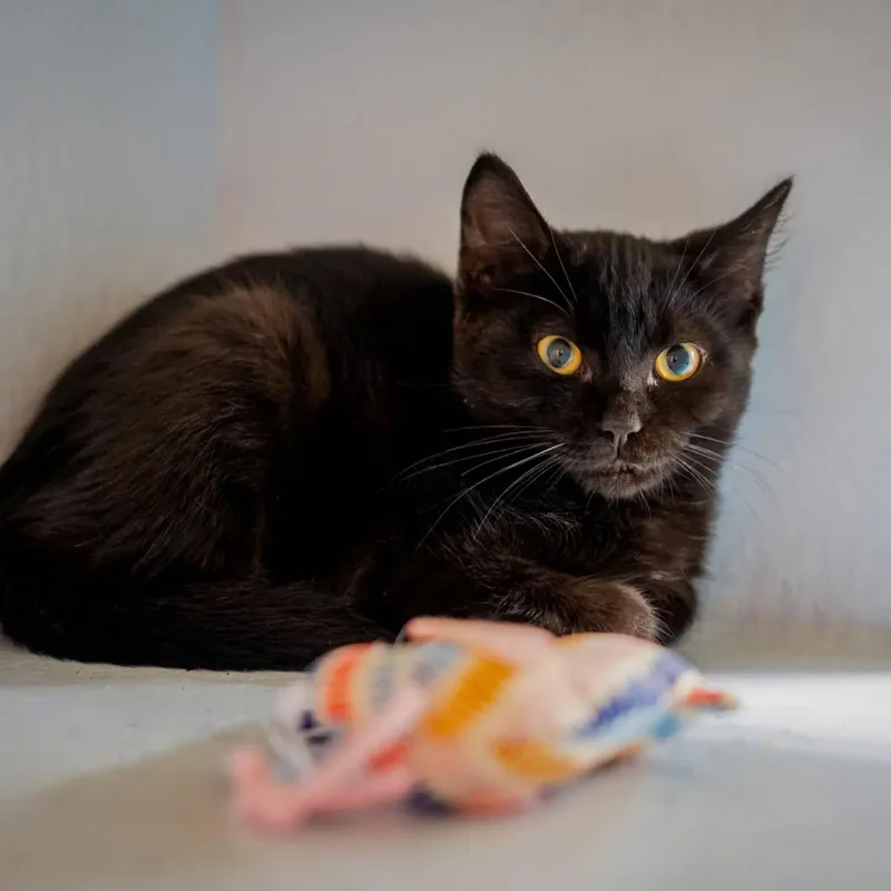A baby large-sized female Black Domestic Short Hair cat named JillyBean for adoption in HANSON, MA