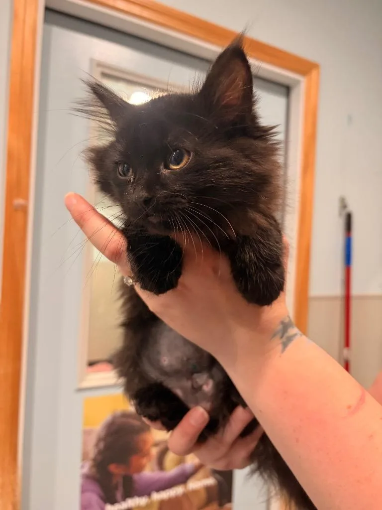 A baby medium-sized female Domestic Medium Hair cat named P Purrrgatorybonded with Perrrgola for adoption in Ashland, WI