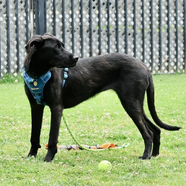A young large-sized female Cane Corso dog named Stella for adoption in Oakland, CA