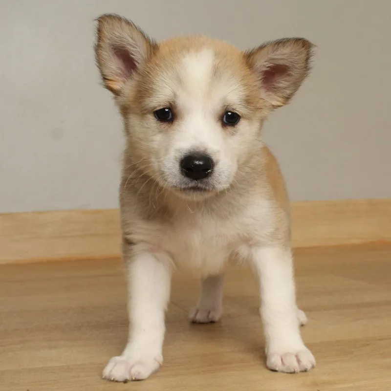 A baby medium-sized female Yellow / Tan / Blond / Fawn Yellow Labrador Retriever dog named Skittle D for adoption in Minnetonka, MN