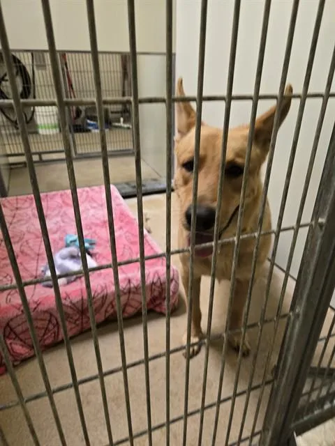 A young large-sized male German Shepherd Dog dog named Rodney for adoption in Santa Maria, CA