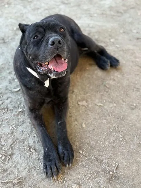 An adult large-sized female Cane Corso dog named Hera for adoption in Riverside, CA