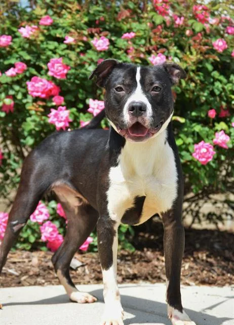 An adult medium-sized male Pit Bull Terrier dog named Smoke for adoption in Statesville, NC