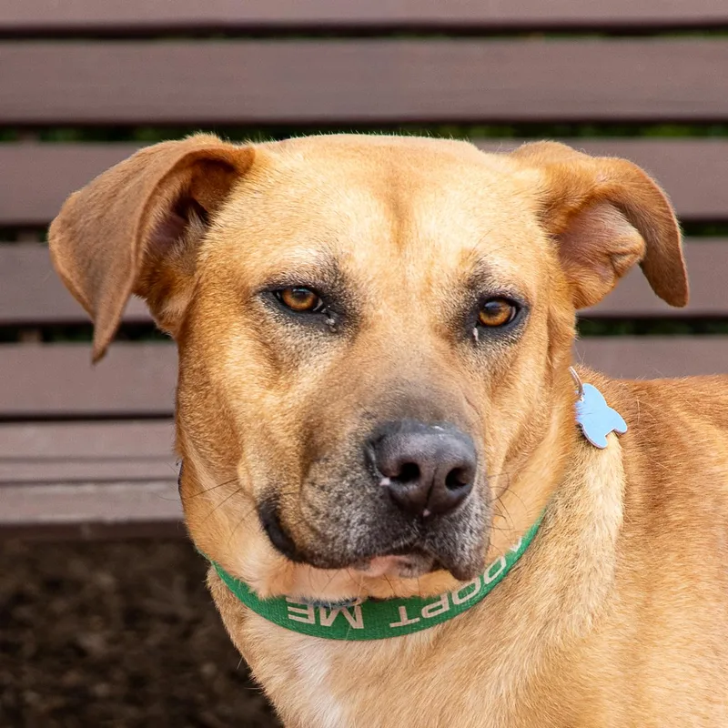 A young large-sized female Labrador Retriever dog named Scarlett for adoption in Arlington Heights, IL