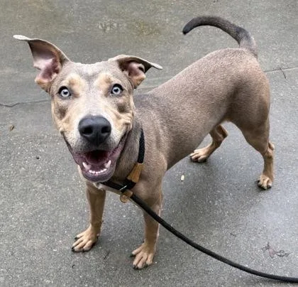A baby medium-sized female Pit Bull Terrier dog named Tuesday for adoption in New Albany, IN