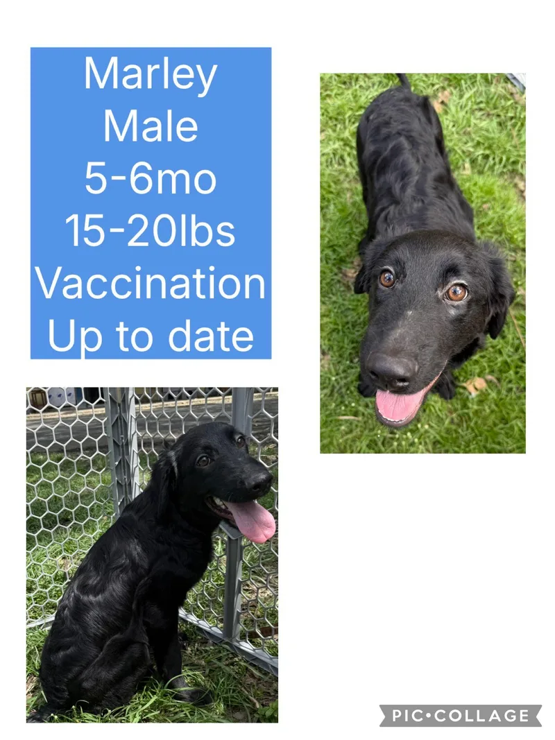 A baby medium-sized male Flat-Coated Retriever dog named Marley for adoption in Virginia Beach, VA