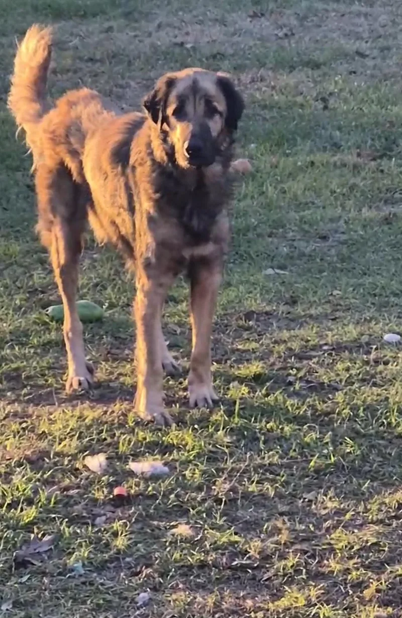 Samoa The Softest Snuggler thumbnail 3