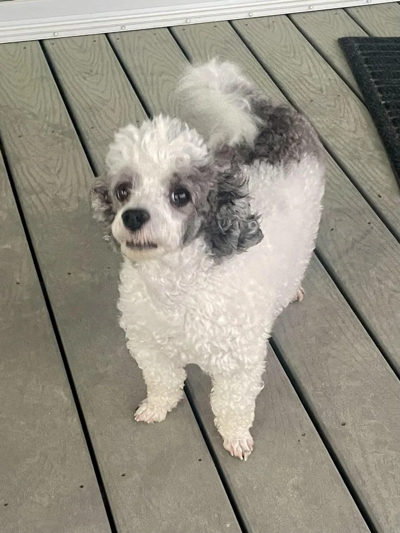 Buddy In Texarkana Tx thumbnail 2