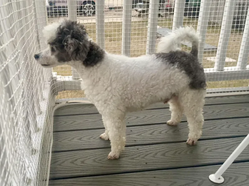 Buddy In Texarkana Tx thumbnail 3