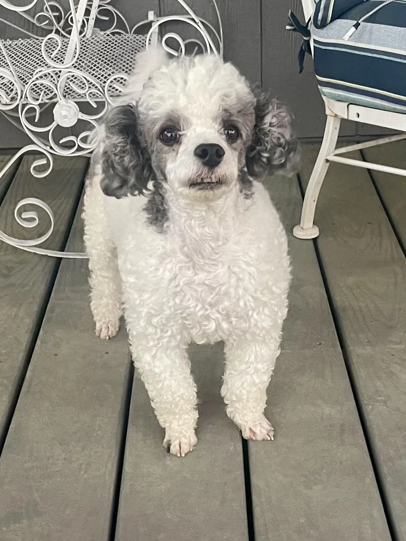 Buddy In Texarkana Tx thumbnail 6