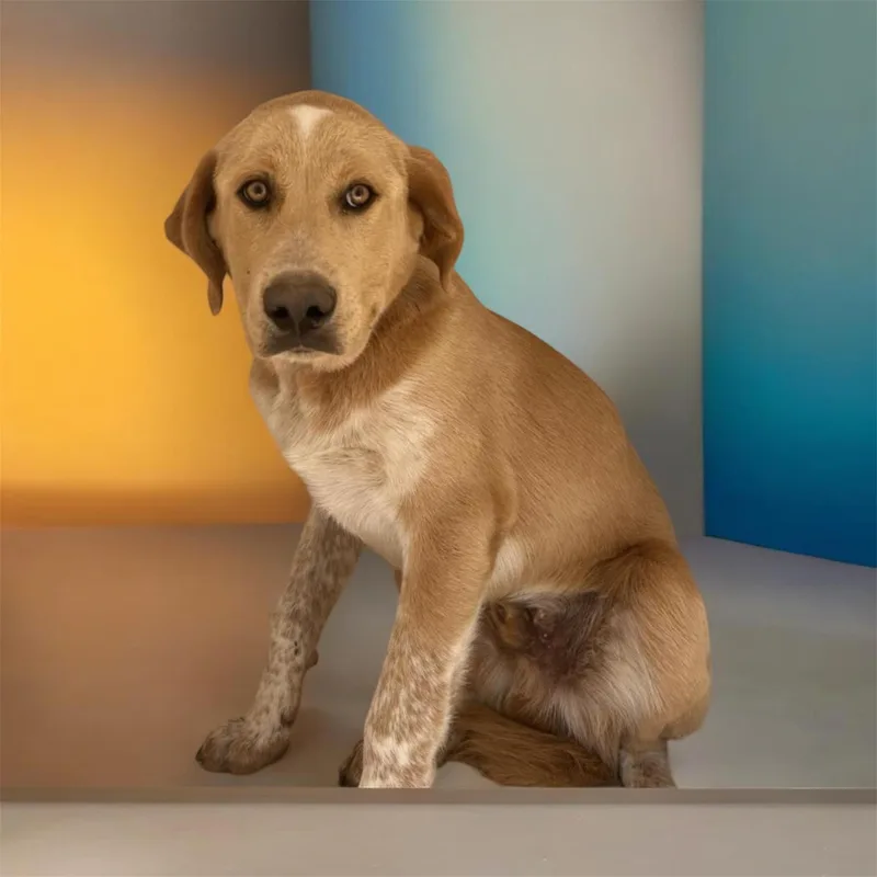 A young medium-sized male Golden Great Pyrenees dog named Archie for adoption in Lebanon, TN