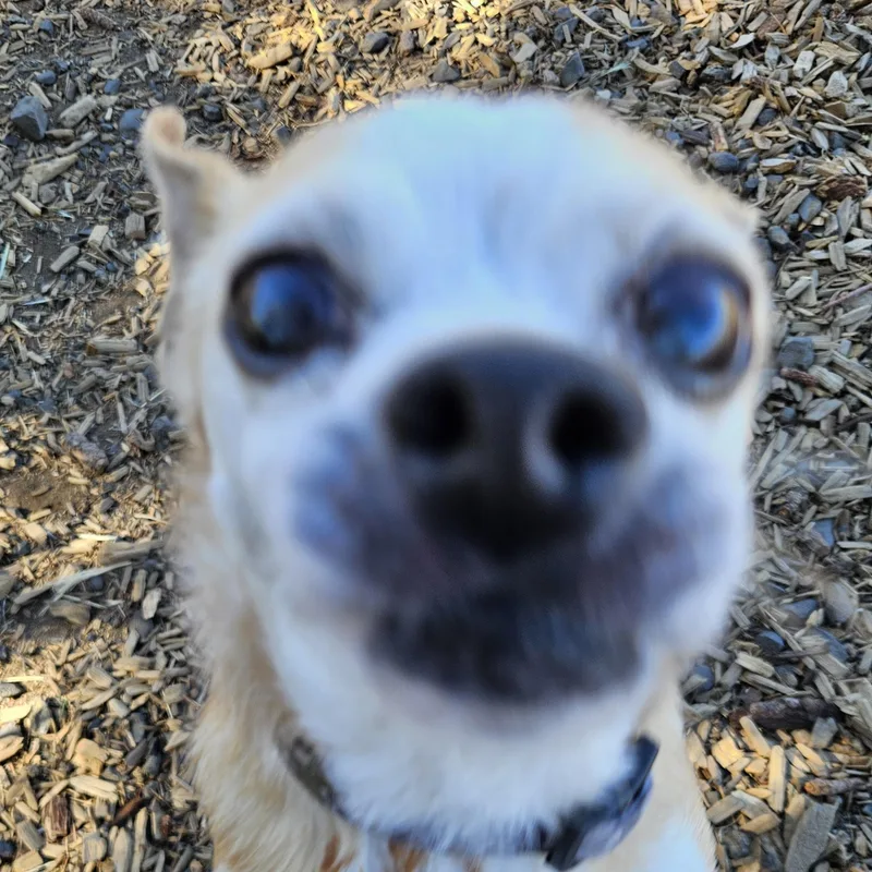 Yogi thumbnail 3