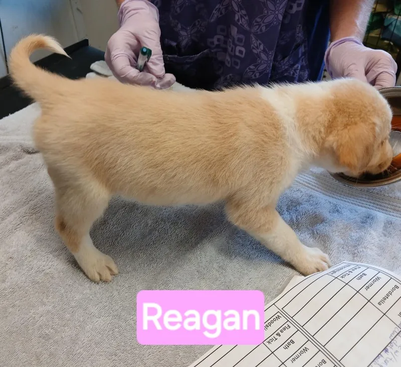 A baby small-sized female Australian Cattle Dog / Blue Heeler dog named Reagan for adoption in Mena, AR