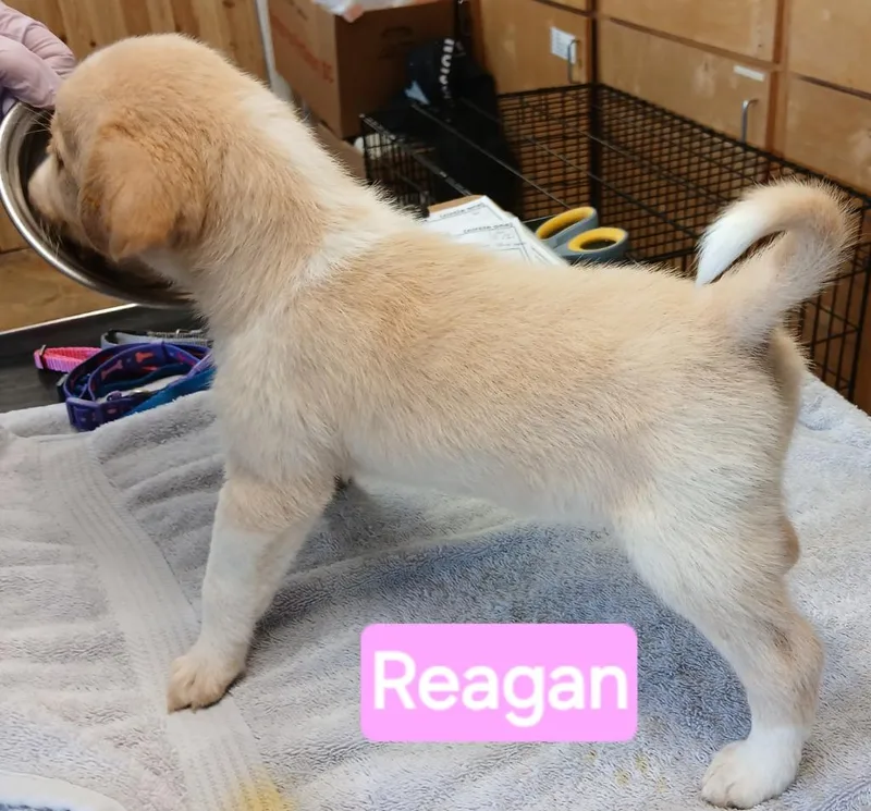 Reagan thumbnail 2