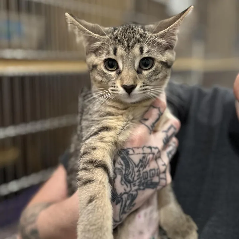 A baby small-sized female Brown / Chocolate Domestic Short Hair cat named Halsey for adoption in Washington Township, OH