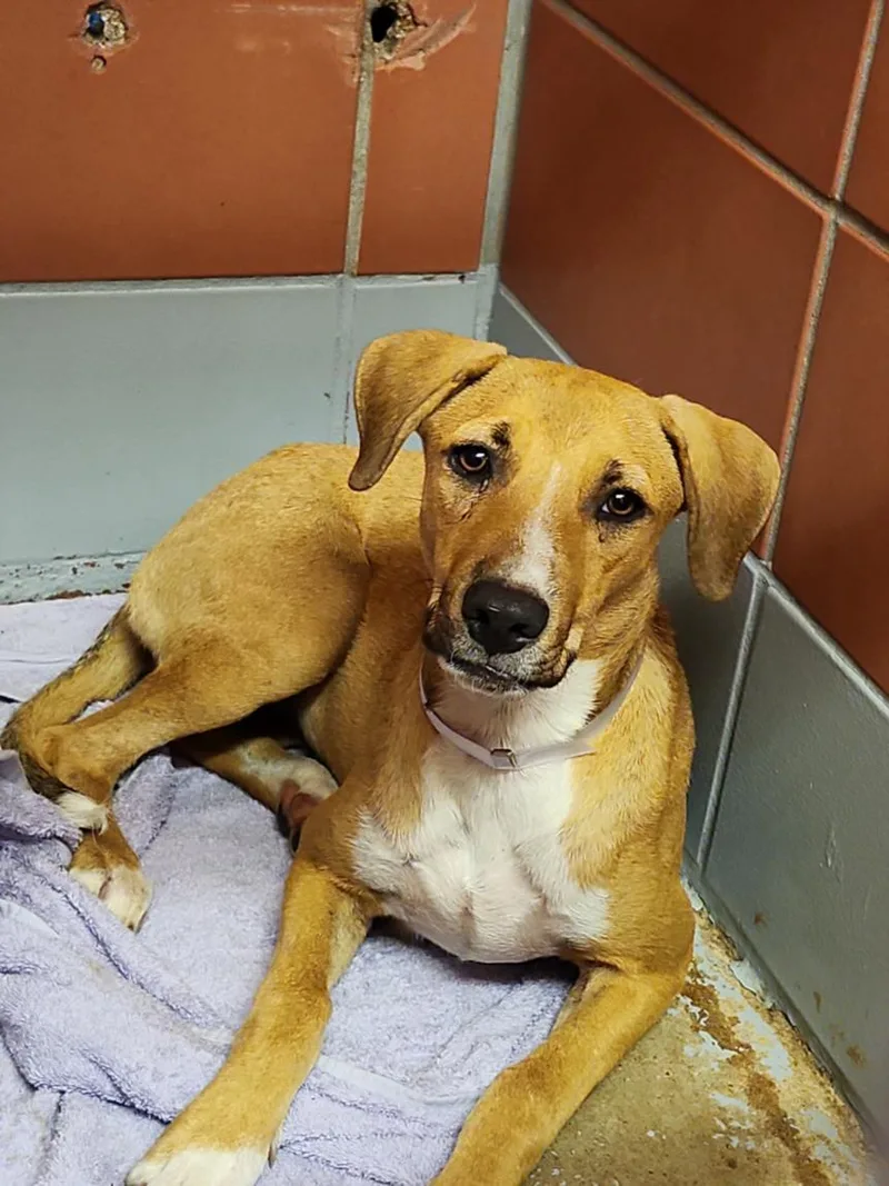 A young medium-sized female Labrador Retriever dog named Bambi for adoption in Houston, TX