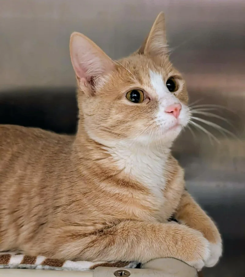A young large-sized male Tabby (Orange / Red) Domestic Short Hair cat named Joe for adoption in Springfield, IL