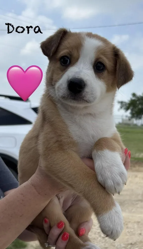 A baby large-sized female White / Cream Australian Shepherd dog named Dora for adoption in Brewster , NY
