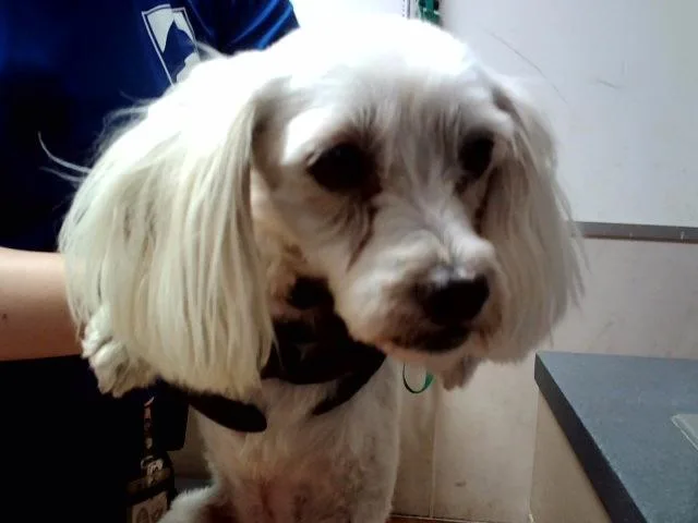 An adult small-sized female Terrier dog named Rosita for adoption in Martinez, CA