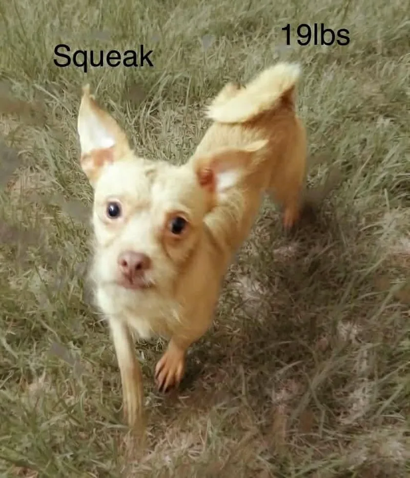 Squeak thumbnail 2