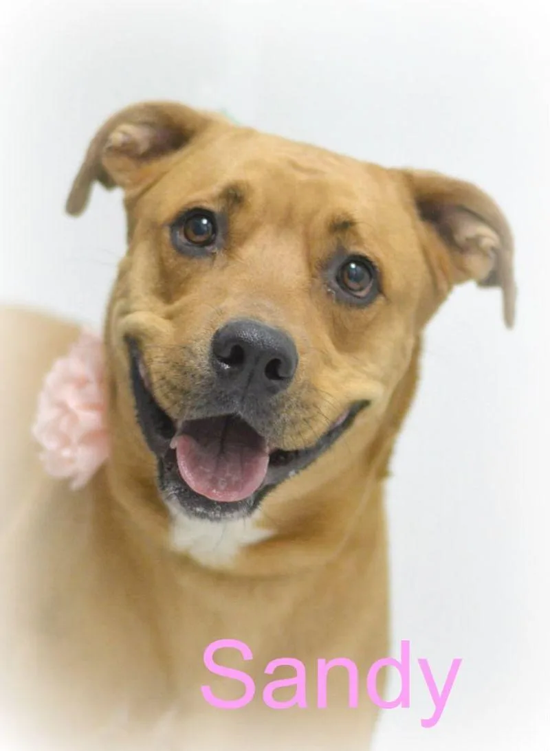 An adult medium-sized female Pit Bull Terrier dog named Sandy for adoption in Lake Havasu City, AZ
