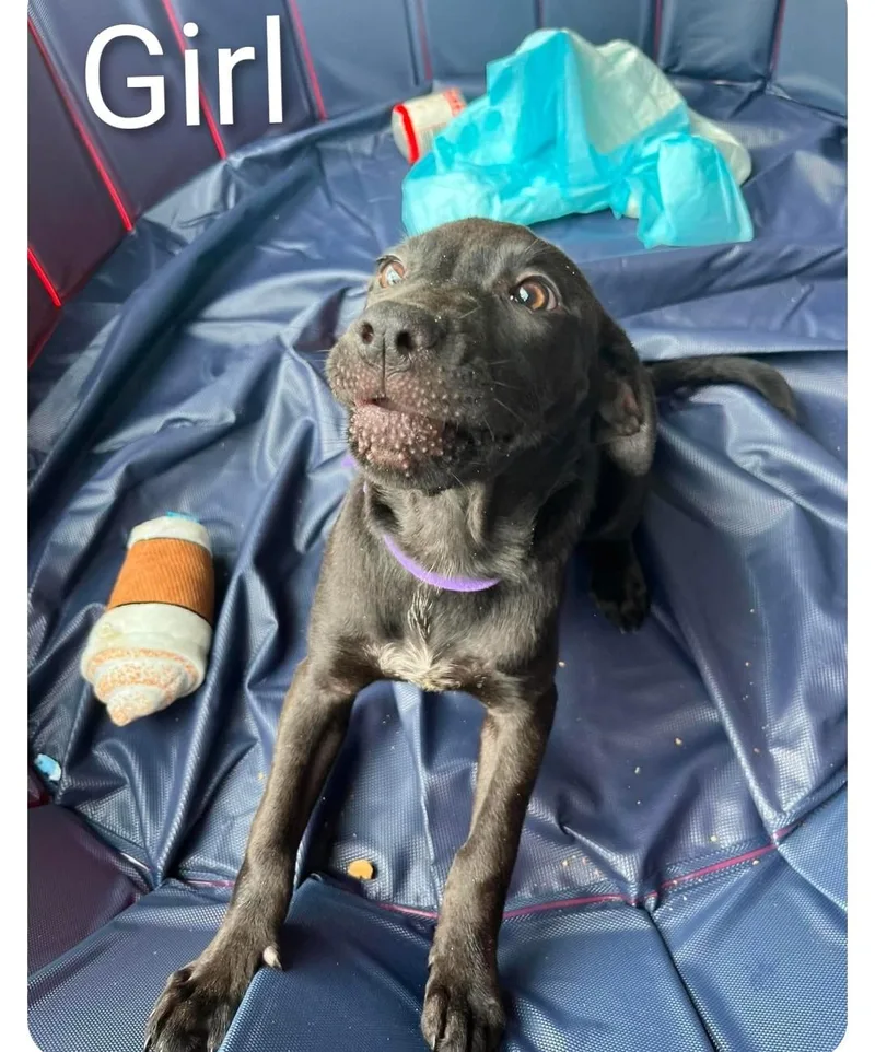 A young medium-sized female Labrador Retriever dog named Dalhia for adoption in Hampton, VA