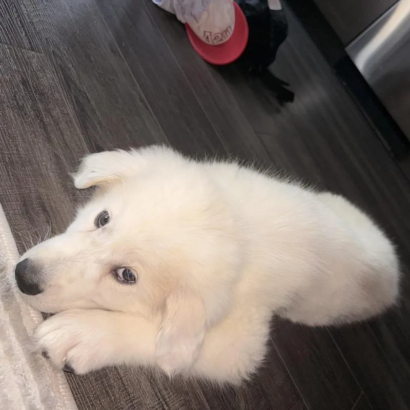 A baby large-sized male Great Pyrenees dog named Franklin for adoption in Charlotte, NC