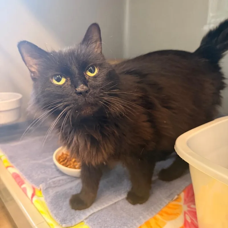 Charcoal thumbnail 2