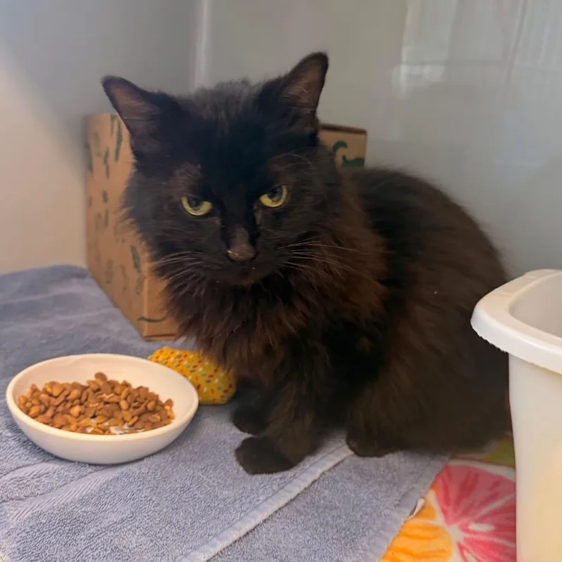 Charcoal thumbnail 3