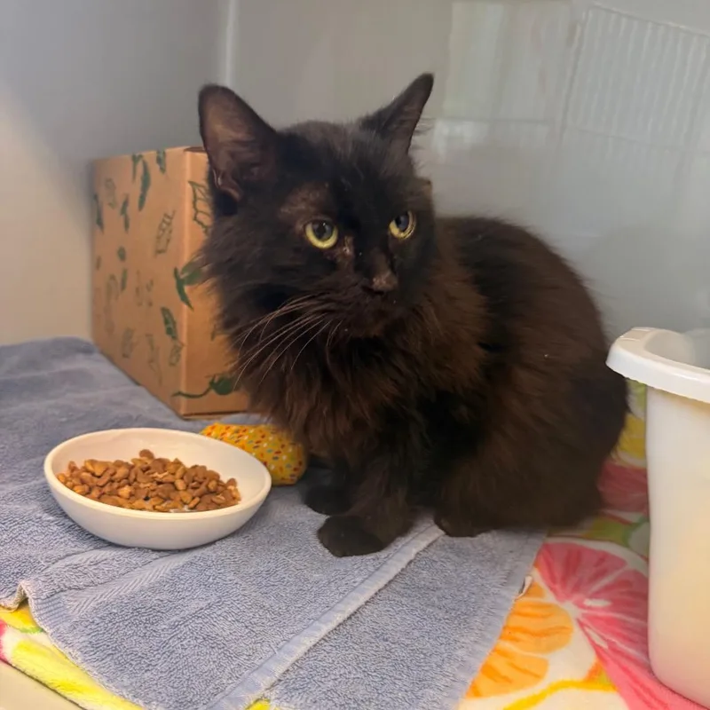 Charcoal thumbnail 4