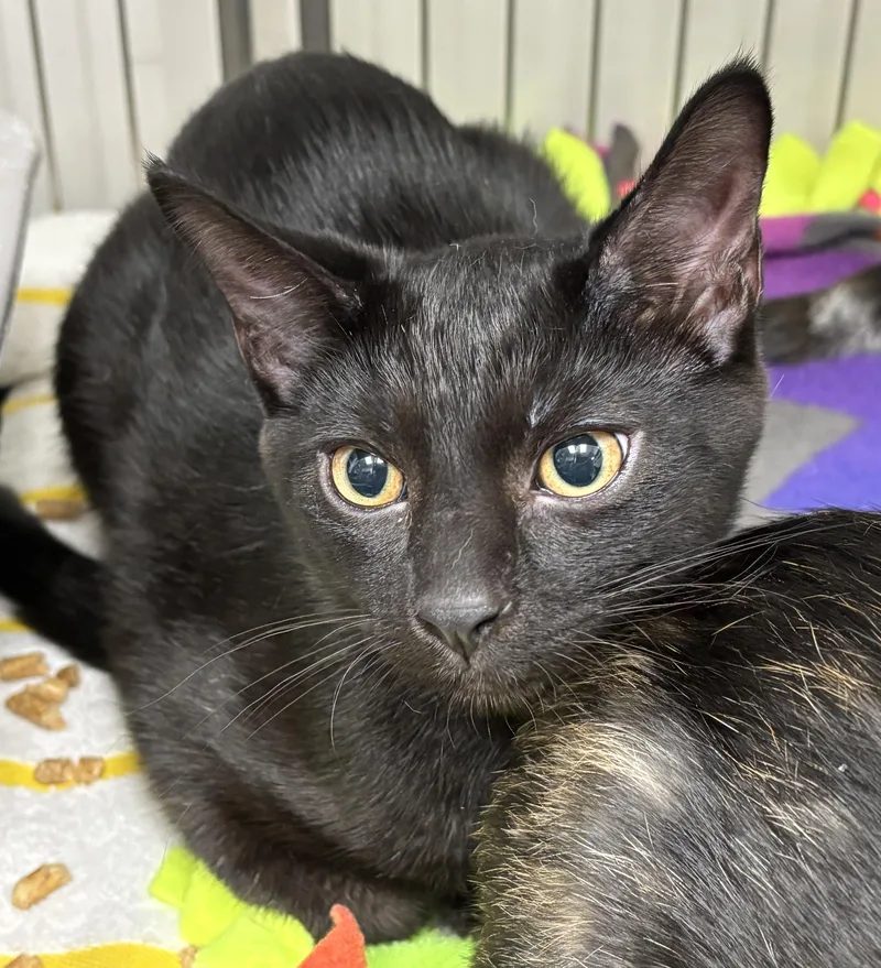 A baby small-sized male Domestic Short Hair cat named Jack for adoption in Danville, IN