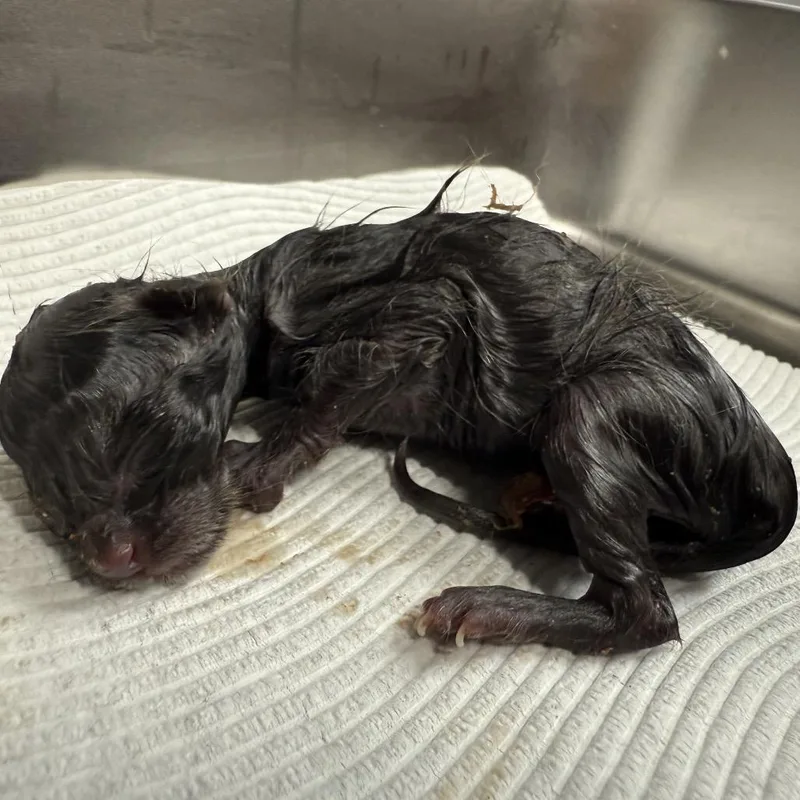 A baby small-sized female Black Domestic Short Hair cat named Apple for adoption in Tuscaloosa, AL