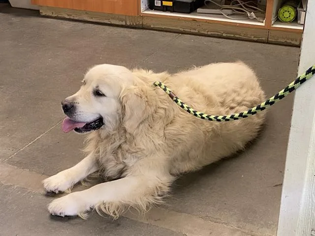 An adult large-sized male Golden Retriever dog named Aspen for adoption in Santa Cruz, CA
