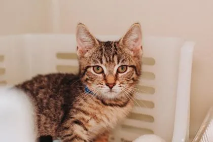 A baby small-sized male Domestic Short Hair cat named A Electro Shuffle PetSmart for adoption in North Charleston, SC